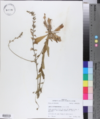 Lobelia appendiculata image