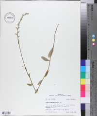 Lobelia appendiculata image