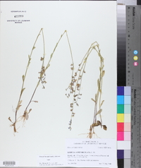 Lobelia appendiculata image