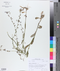 Lobelia appendiculata image