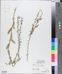 Lobelia appendiculata image