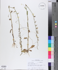 Lobelia appendiculata image