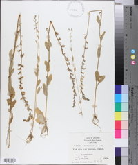 Lobelia appendiculata image