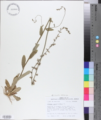 Lobelia appendiculata image