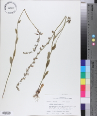 Lobelia appendiculata image