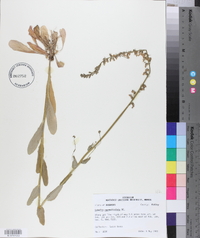 Lobelia appendiculata image