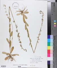 Lobelia appendiculata image