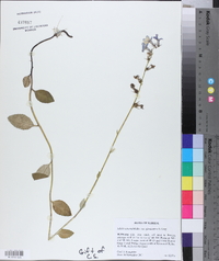 Lobelia georgiana image