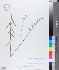 Lobelia glandulosa image