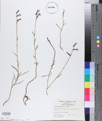 Lobelia glandulosa image