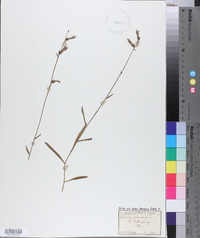 Lobelia glandulosa image