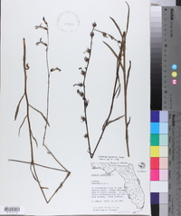 Lobelia glandulosa image