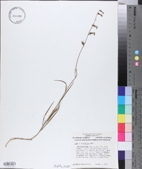 Lobelia glandulosa image