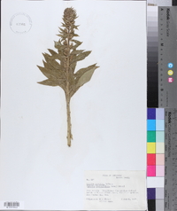 Lobelia georgiana image