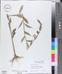 Lobelia elongata image