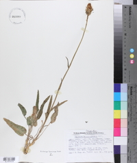 Phyteuma betonicifolium image