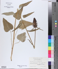 Phyteuma betonicifolium image
