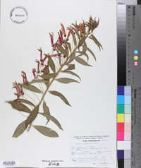 Lobelia laxiflora image