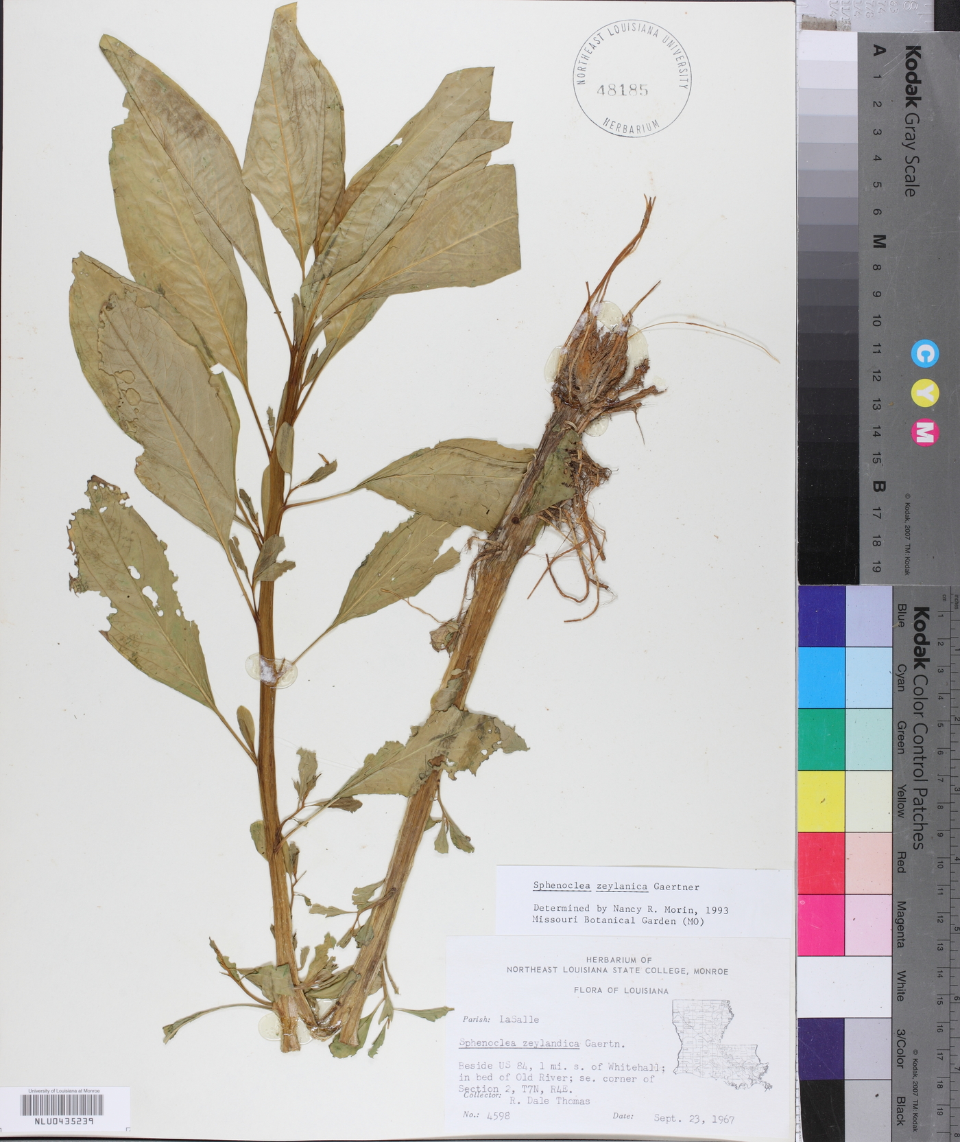 Sphenoclea zeylanica image