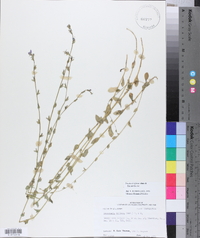 Triodanis perfoliata var. biflora image