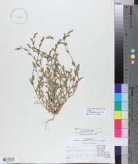 Triodanis perfoliata var. biflora image