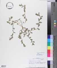 Triodanis perfoliata var. biflora image