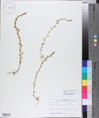 Triodanis perfoliata var. biflora image