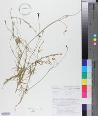 Image of Wahlenbergia grandiflora