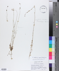 Wahlenbergia marginata image