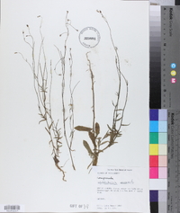 Wahlenbergia marginata image