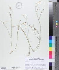 Wahlenbergia marginata image