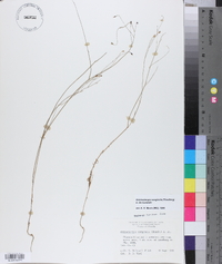 Wahlenbergia marginata image