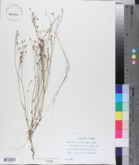 Wahlenbergia marginata image