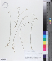 Wahlenbergia marginata image