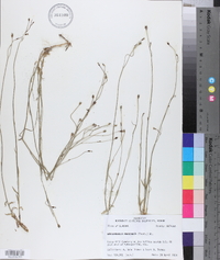 Wahlenbergia marginata image