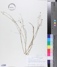 Wahlenbergia marginata image