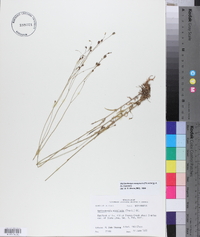 Wahlenbergia marginata image