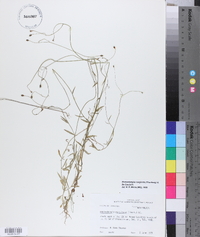 Wahlenbergia marginata image