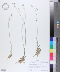 Wahlenbergia marginata image