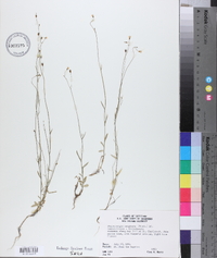 Wahlenbergia marginata image