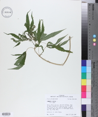 Cannabis sativa image