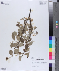 Styrax americanus image