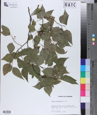 Celtis laevigata image