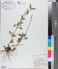 Verbena canadensis image