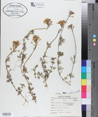 Verbena canadensis image