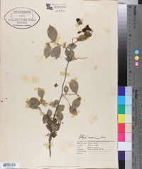 Styrax americanus image