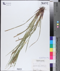 Carex debilis var. debilis image