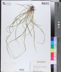 Carex debilis var. debilis image