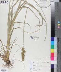 Carex crus-corvi image