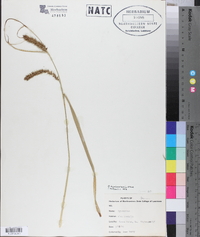 Carex hyalinolepis image